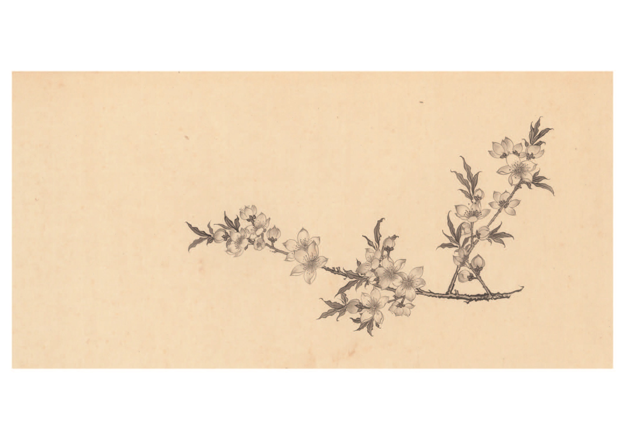 墨色工筆花卉─辛夷-溥家圖稿| 華岡博物館